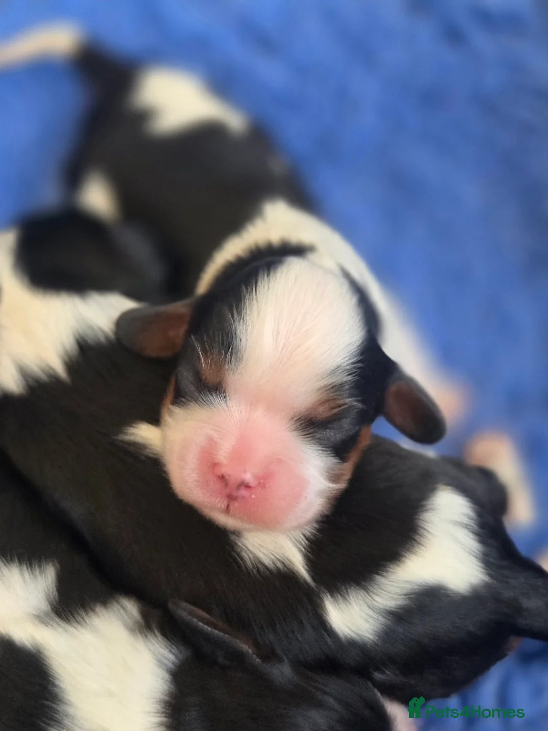 Cavalier King Charles Spaniel dogs for sale: KC Cavalier King Charles puppies - Advert 15