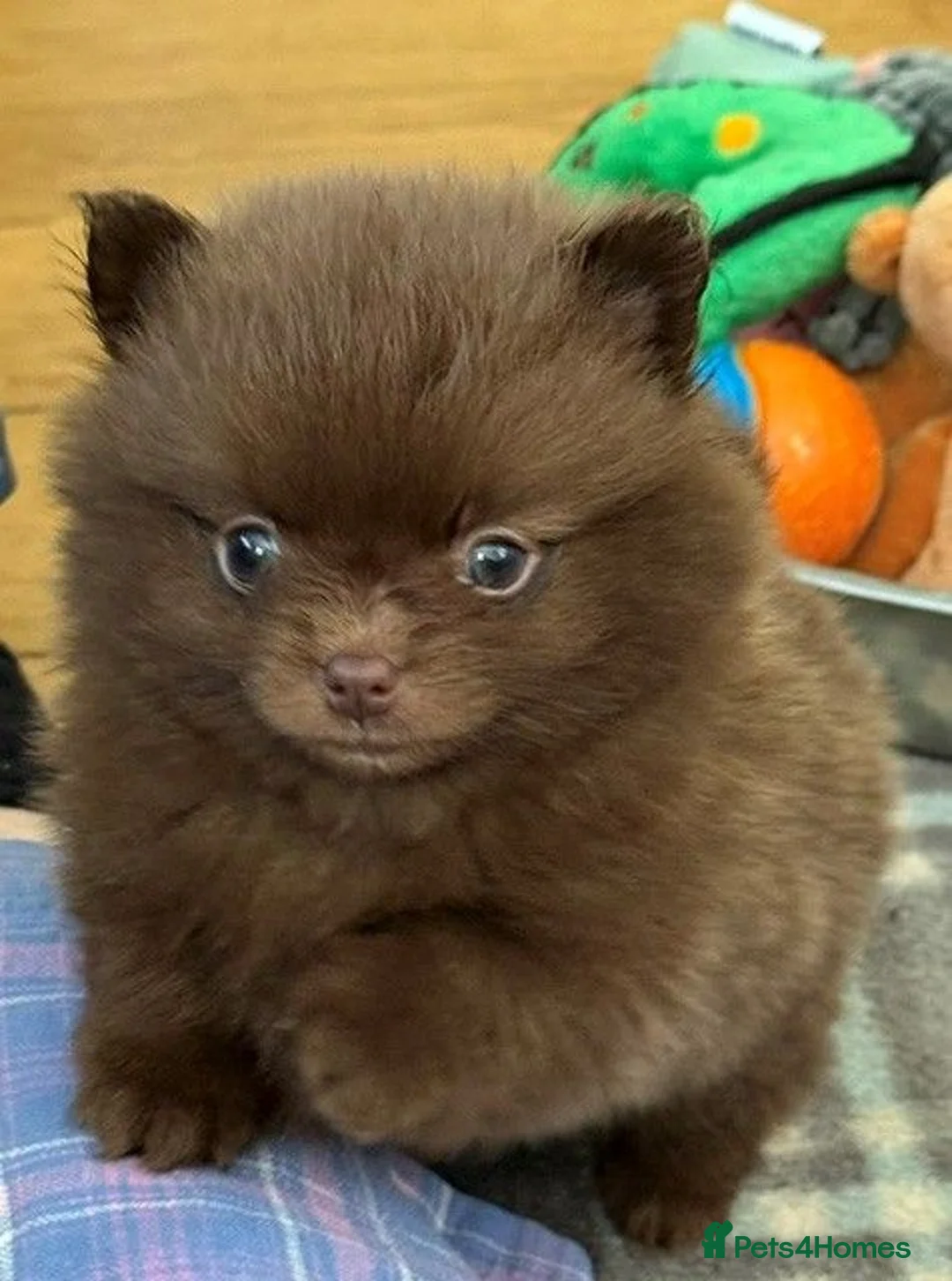 Pomeranian dogs for sale: Only UK Pomeranian Pups All 263 DNA tests clear  in Bishop Auckland - Advert 16