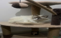 Ragdoll cats for sale: 5 year old ragdoll- urgently need to rehome - Image 1