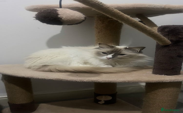 Ragdoll cats - Advert 1