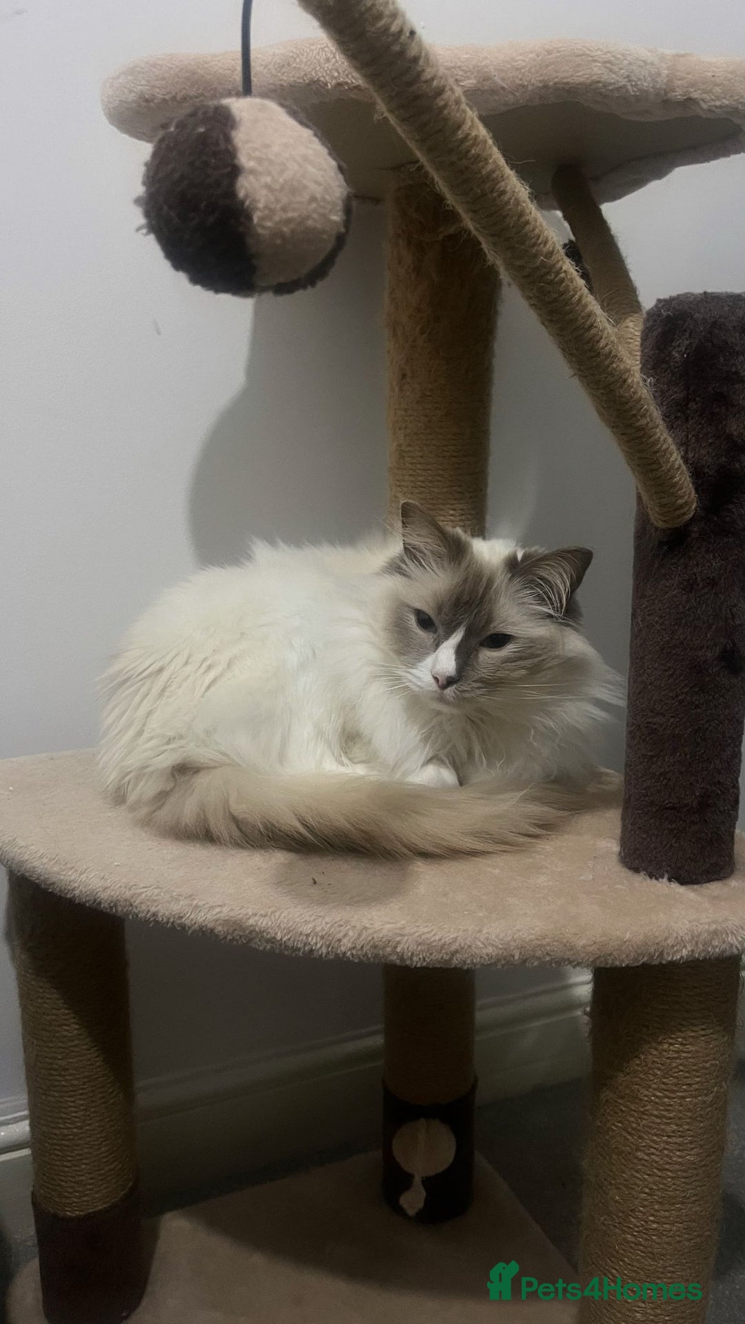 Ragdoll cats for sale: 5 year old ragdoll- urgently need to rehome - Image 1