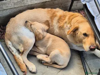 Labradoodle dogs Labrador cross puppies - Advert 6