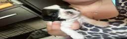 Shih Tzu dogs for sale: Beautiful shih tzu puppies 🥹🐾 - Advert 16