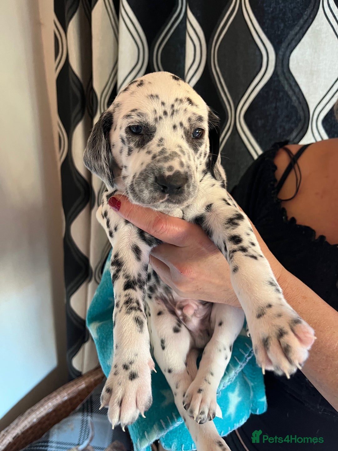 Dalmatian dogs for sale: Dalmation Puppies For Sale - Advert 10