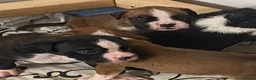 Boxer dogs for sale: Kc reg boxer pups bobtail and full tail  - Advert 18