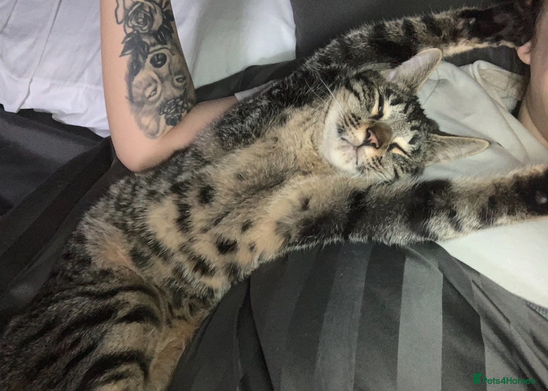 Savannah cats for sale: Tobias  - Advert 9