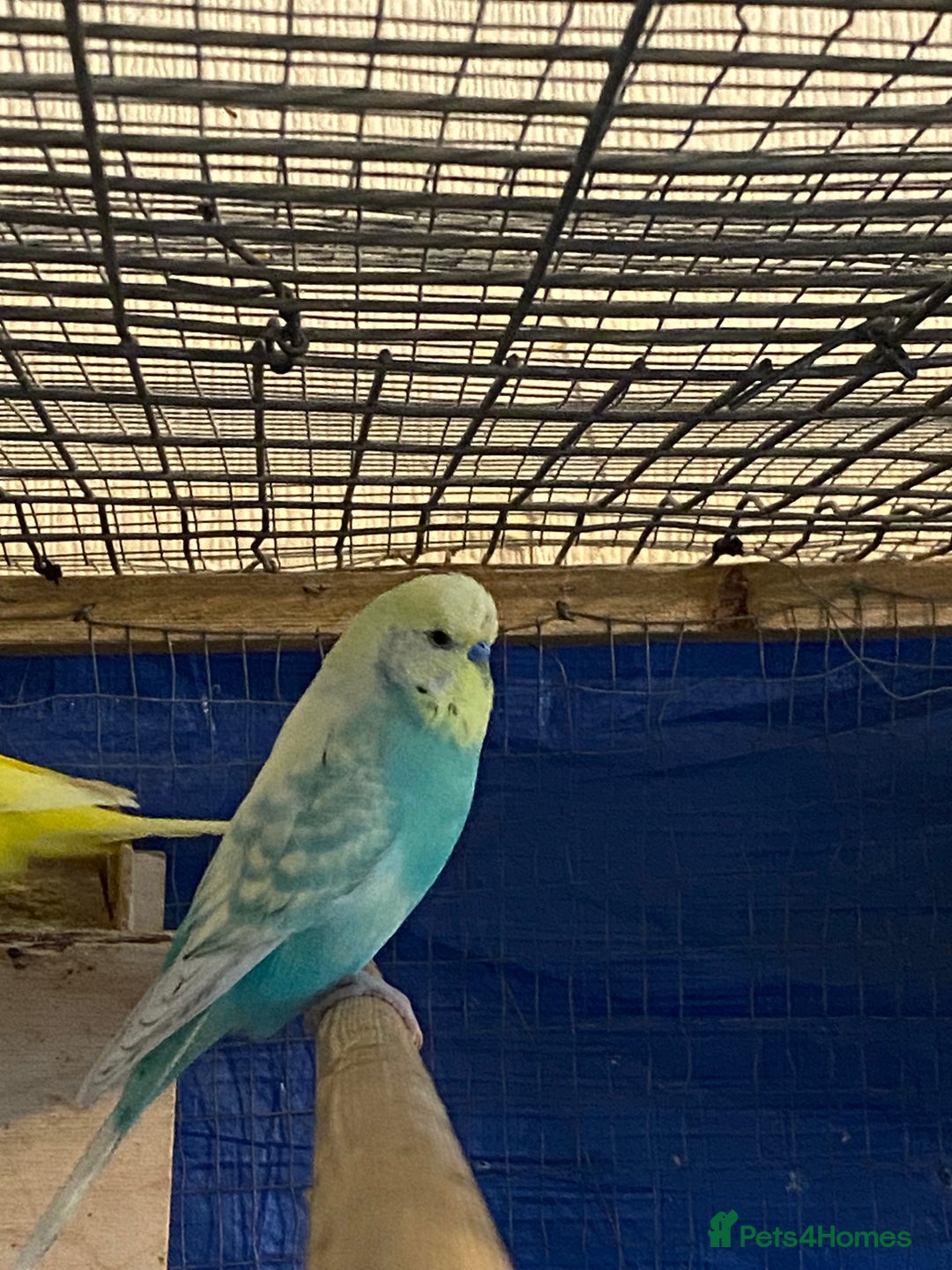 Budgerigars birds for sale: 3 pairs of budgies, searching for new homes  - Image 7