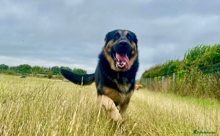 German Shepherd dogs - Advert 10