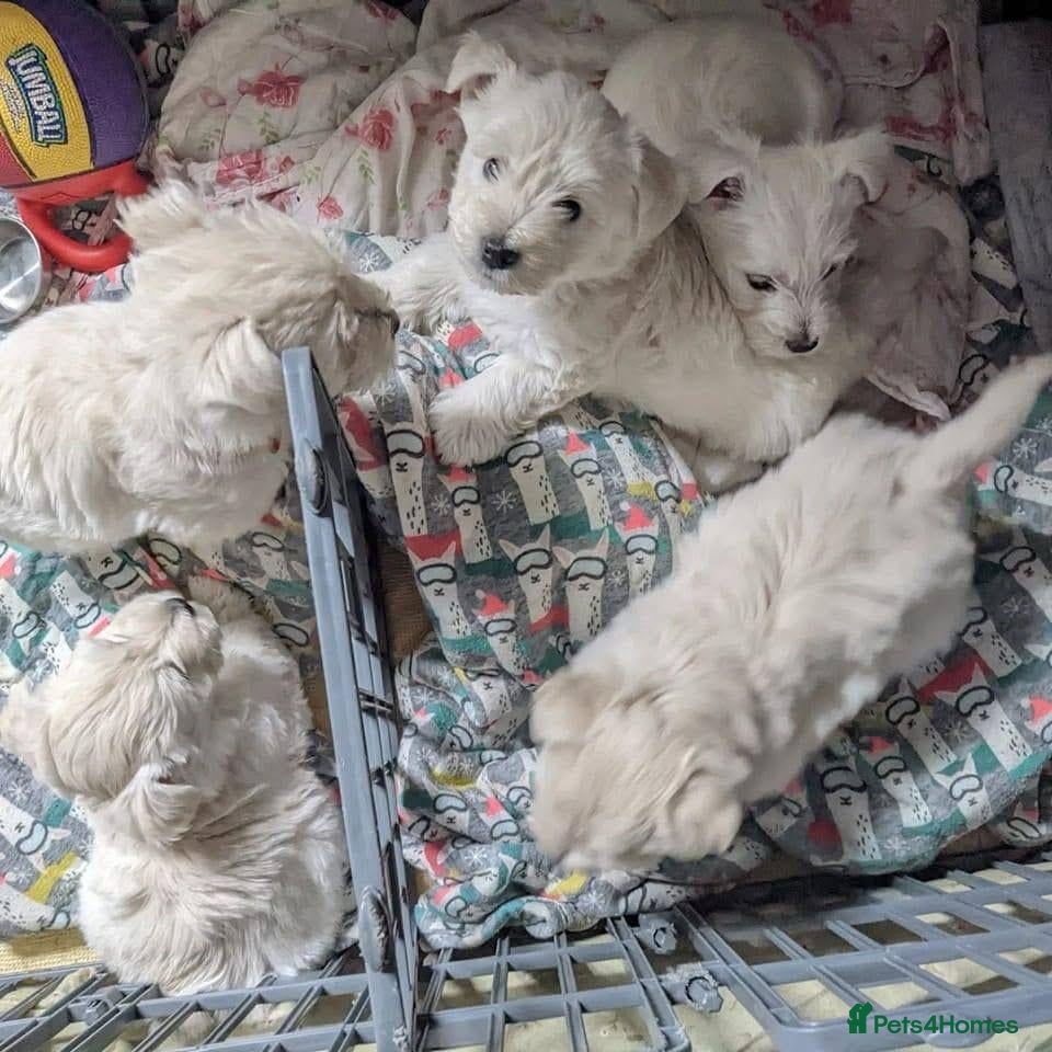 West Highland Terrier dogs West Highland terrier puppies  - Advert 5