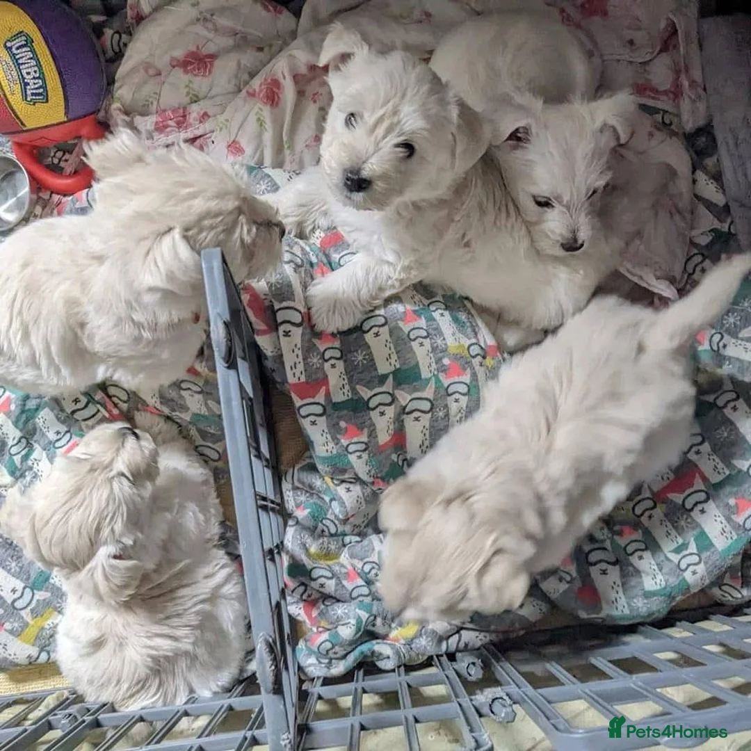 West Highland Terrier dogs for sale: West Highland terrier puppies  in Glasgow - Advert 1