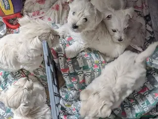 West Highland Terrier dogs West Highland terrier puppies - Advert 5