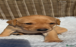 Labrador Retriever dogs for sale: Labrador retriever puppies - Image 13