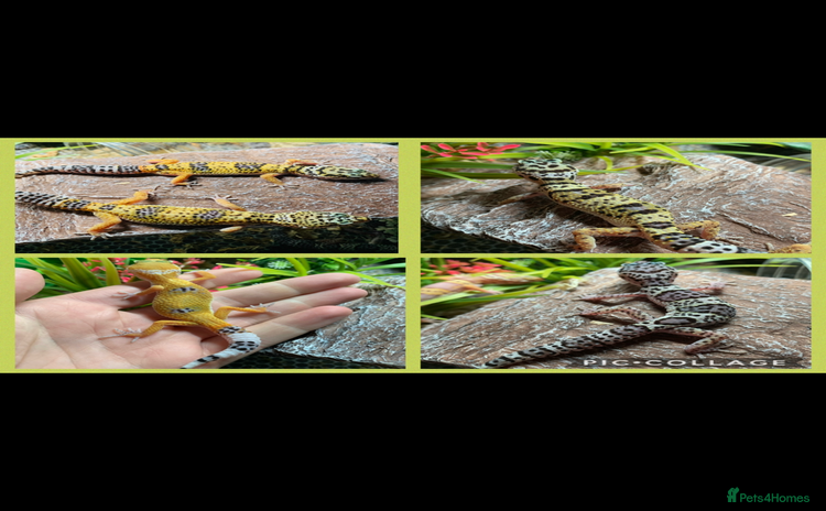 Gecko reptiles - Advert 1