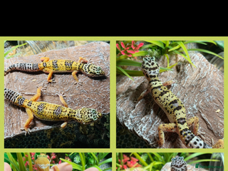 Gecko reptiles Geckos for sale STUNNING BABIES Leopard and AFT - Advert 6
