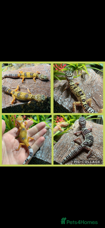 Gecko reptiles - Advert 1