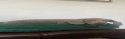 Miniature Dachshund dogs for sale: Miniature Dachshund puppies 🐶  - Advert 9