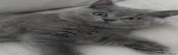 Mixed Breed cats for sale: Beautiful Ragdoll X GCCF British Shorthair Kittens - Advert 12