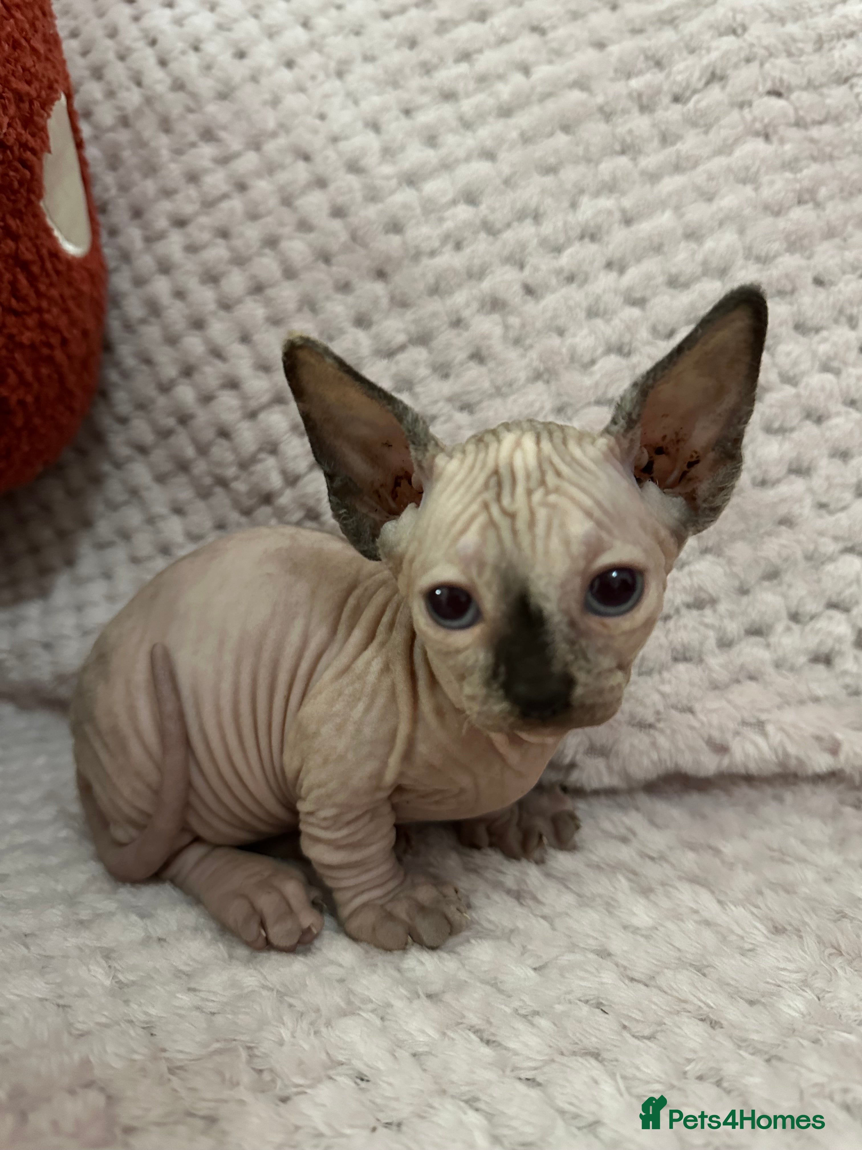 Sphynx cats Bambino kittens Ready now! - Advert 9