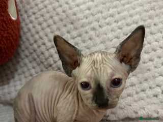 Sphynx cats Bambino kittens Ready now! - Advert 7