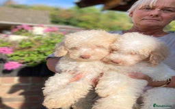 Cavapoo dogs for sale: One Cavapoo x poodle girl ready to go!!! - Image 23