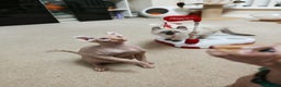 Sphynx cats for sale: 2 Ginger Unique Elf Boys left! READY NOW - Advert 21
