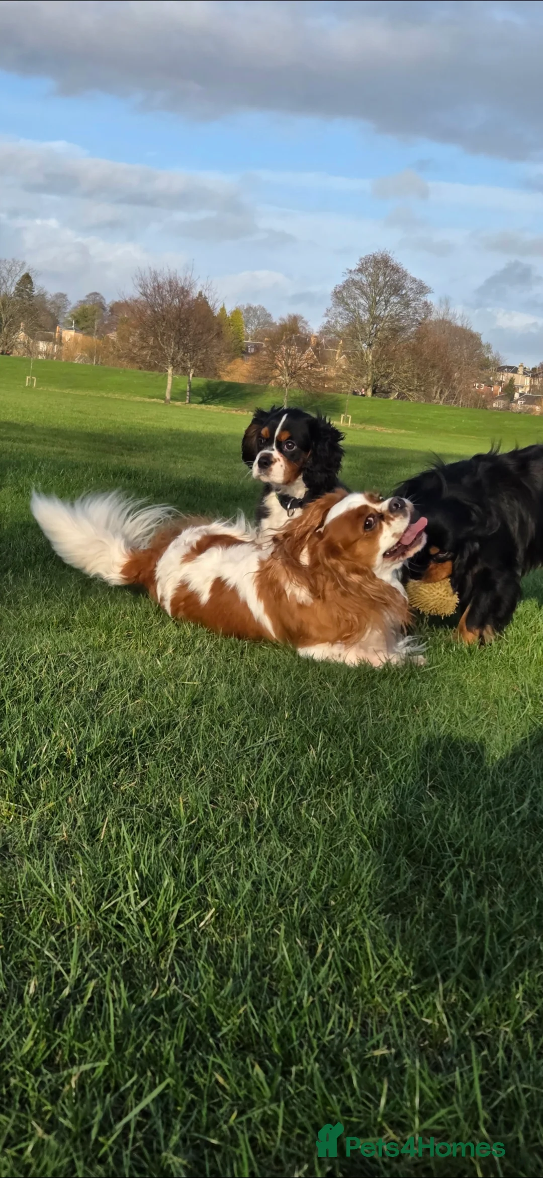 Cavalier King Charles Spaniel dogs for sale: King Charles cavalier  in Perth - Advert 1