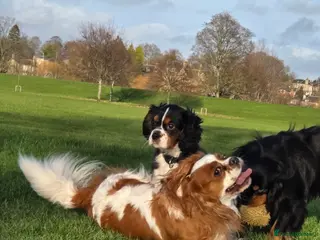Cavalier King Charles Spaniel dogs King Charles cavalier in Perth - Advert 1