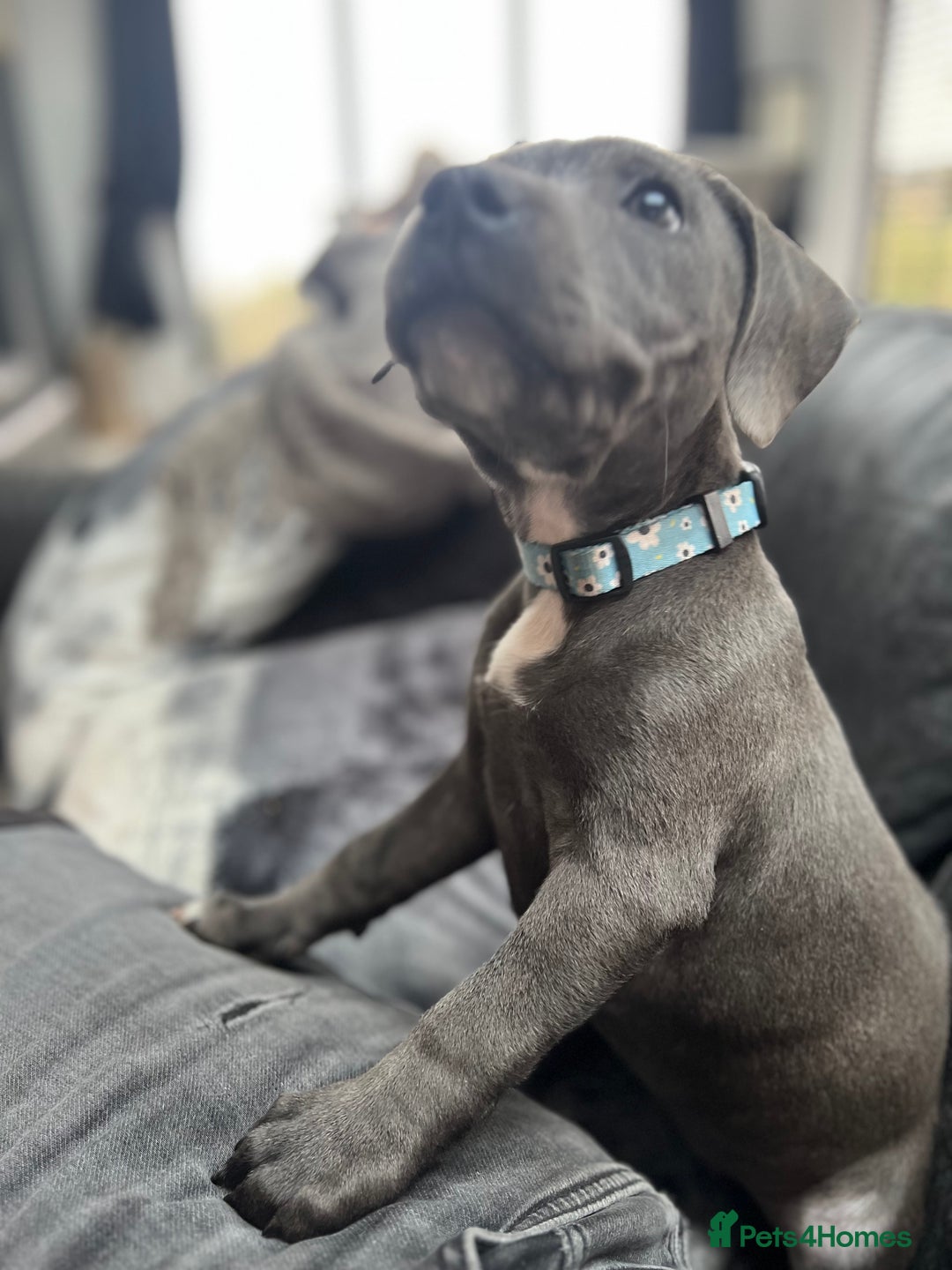 Staffordshire Bull Terrier dogs for sale: KC Reg Staffordshire Bull Terrier Puppy 5th Gen - Image 2