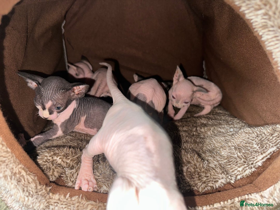 Sphynx cats for sale:  6 Beautiful Sphynx Kittens Ready Soon – 5★ - Image 4