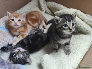 British Shorthair cats BRITISH SHORTHAIR BENGAL CROSS marbled Boys&Girl - Advert 4