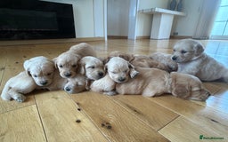 Golden Retriever dogs for sale: Golden retriever puppies for sale  - Image 29