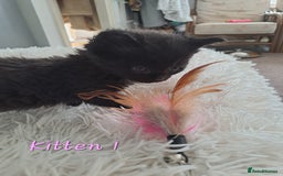 Mixed Breed cats for sale: 4 Stunning kittens for sale - Image 6