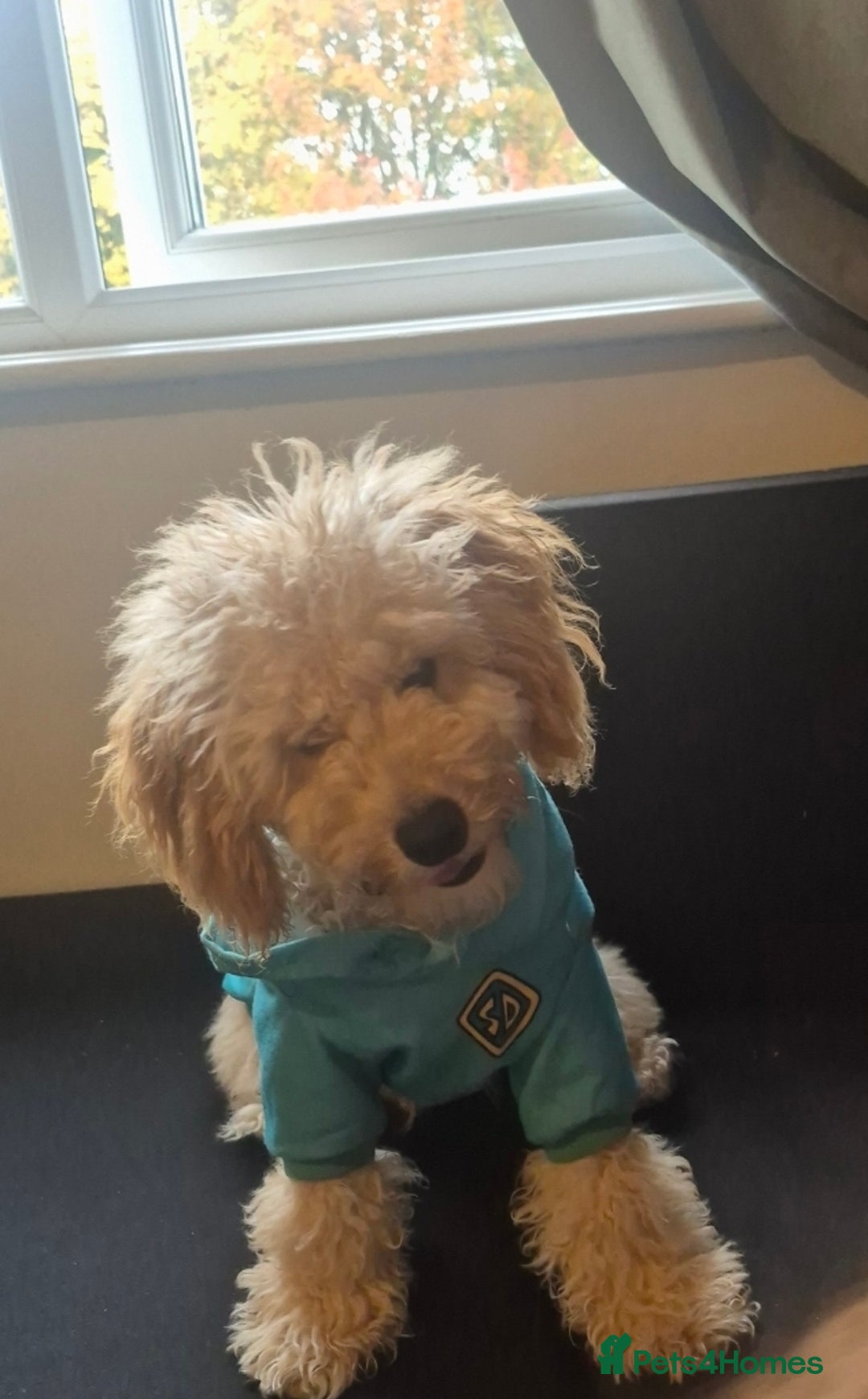 Toy Poodle dogs for sale: Toy poodle boy  - Image 10