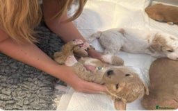 Goldendoodle dogs for stud: Australian double doodle Goldendoodle STUD in Falmouth - Image 6