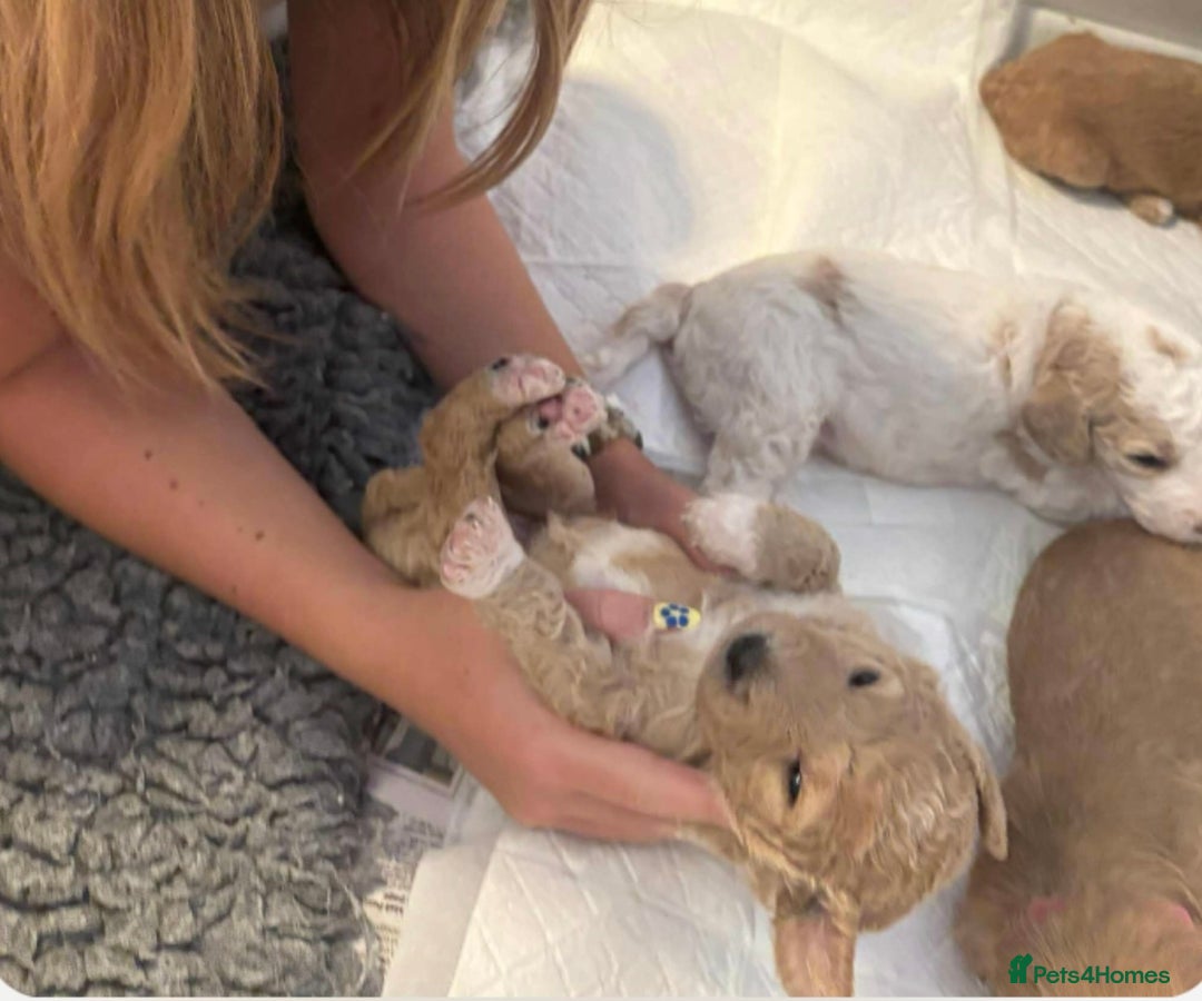 Goldendoodle dogs for stud: Australian double doodle Goldendoodle STUD in Falmouth - Image 6