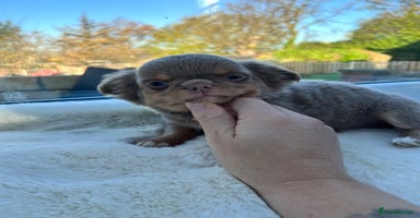 Chihuahua dogs KC LONG COAT CHIHUAHUA’S - Advert 9