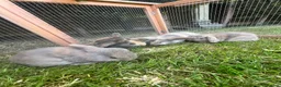 Mini Lop rabbits for sale: 4 x lops - Advert 11