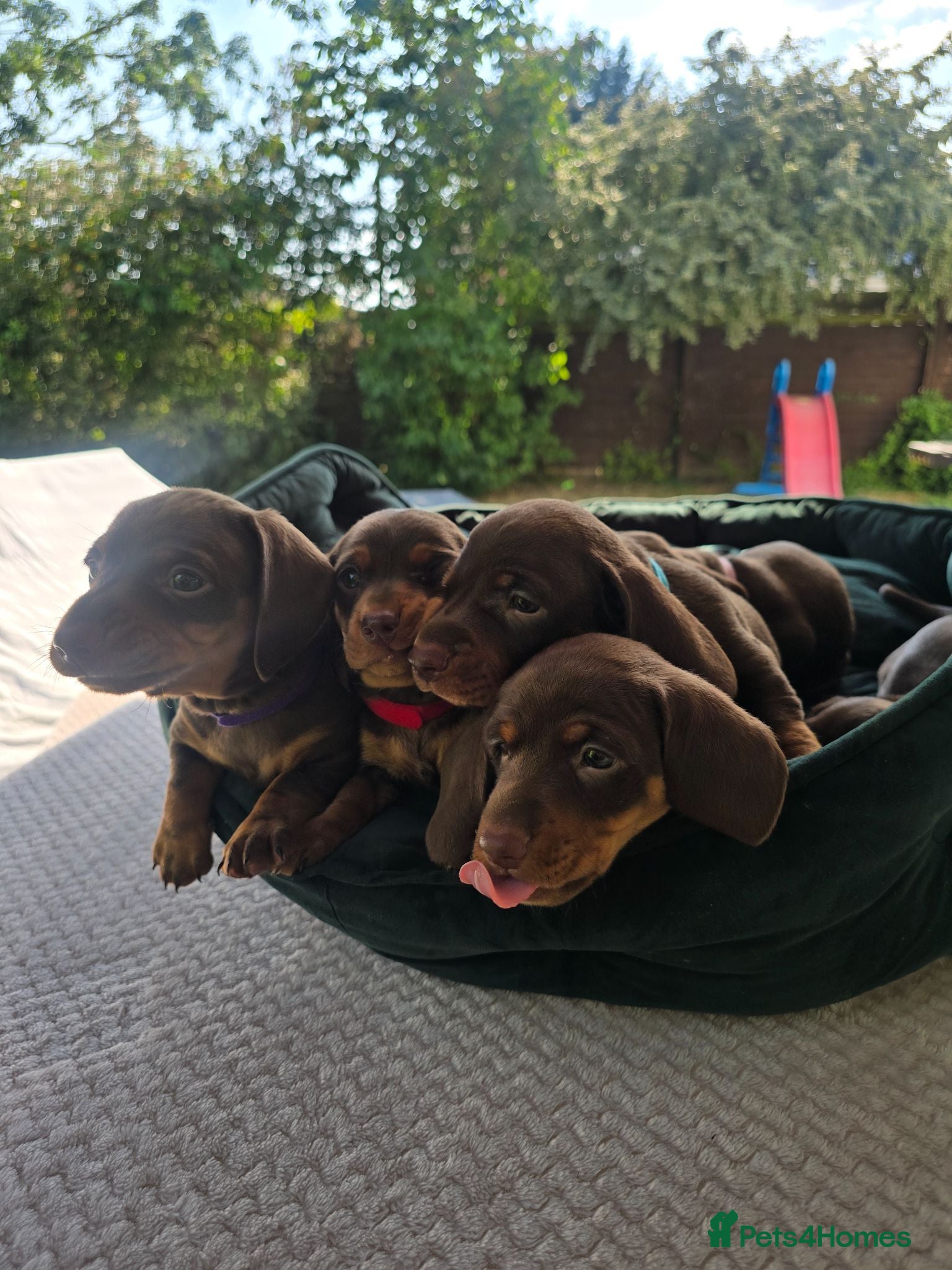 Dachshund dogs Beautiful Standard DashshundsReady Now 🏡❤️  - Advert 2