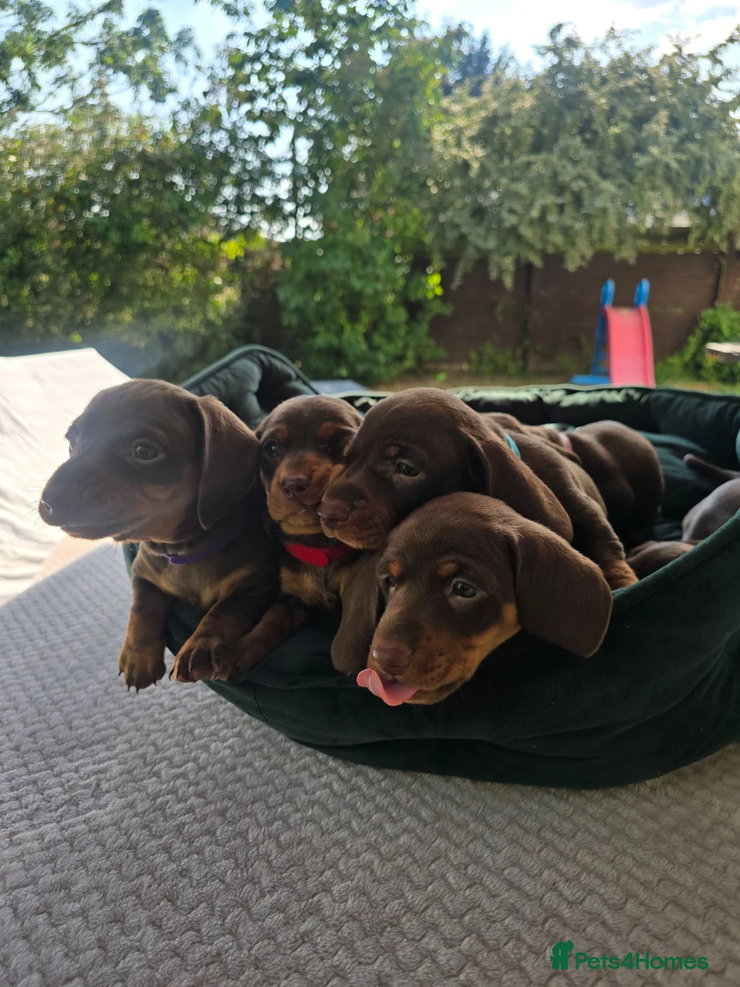 Dachshund dogs for sale: Beautiful Standard DashshundsReady Now 🏡❤️  - Advert 2