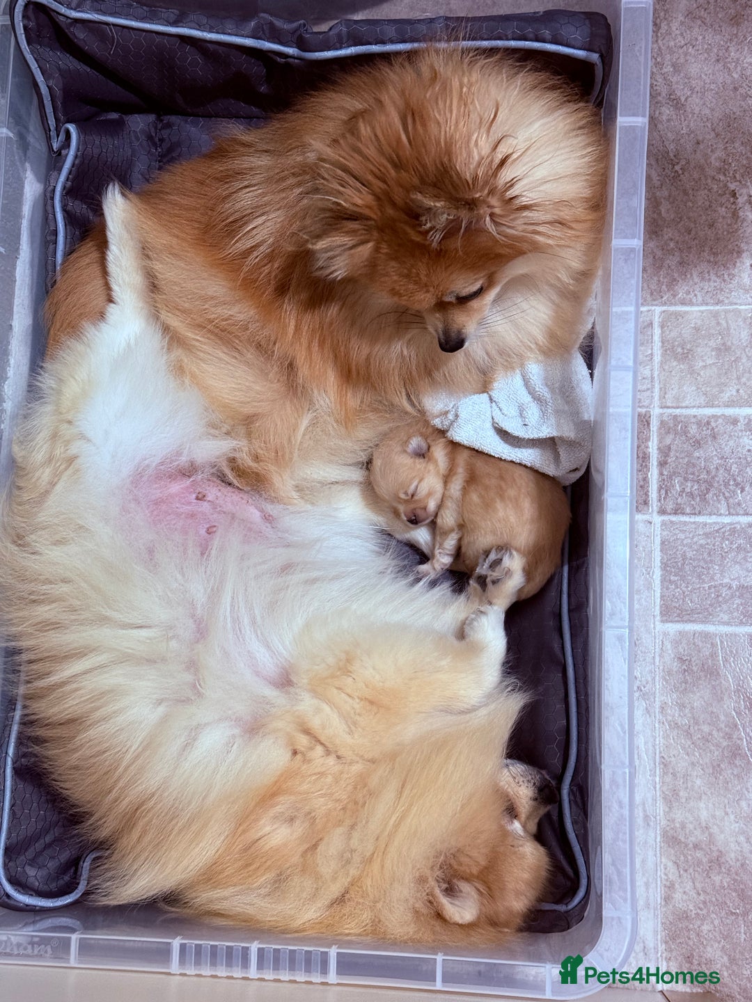 Pomeranian dogs for sale: Beautiful thick coat boy - Advert 4