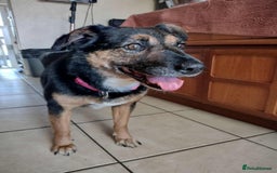 Mixed Breed dogs for adoption: Bumble for adoption - Advert 4