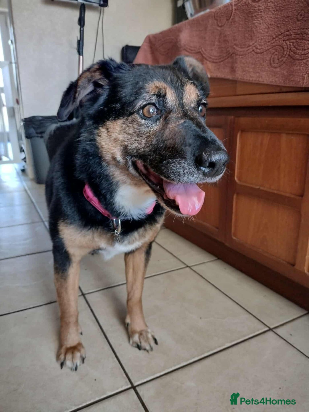 Mixed Breed dogs for adoption: Bumble for adoption - Advert 4