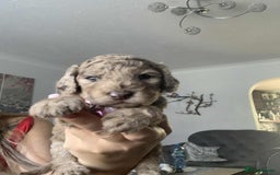 Cockapoo dogs for sale: Cockapoo Lovley Puppies  - Image 9