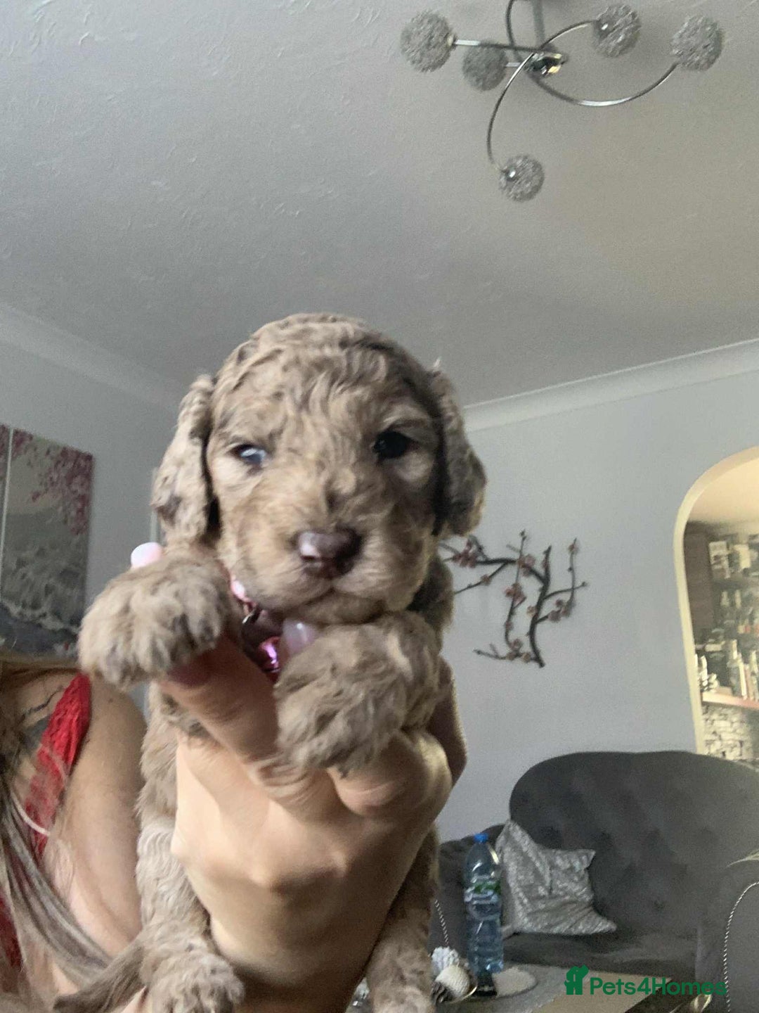 Cockapoo dogs for sale: Cockapoo Lovley Puppies  - Image 9