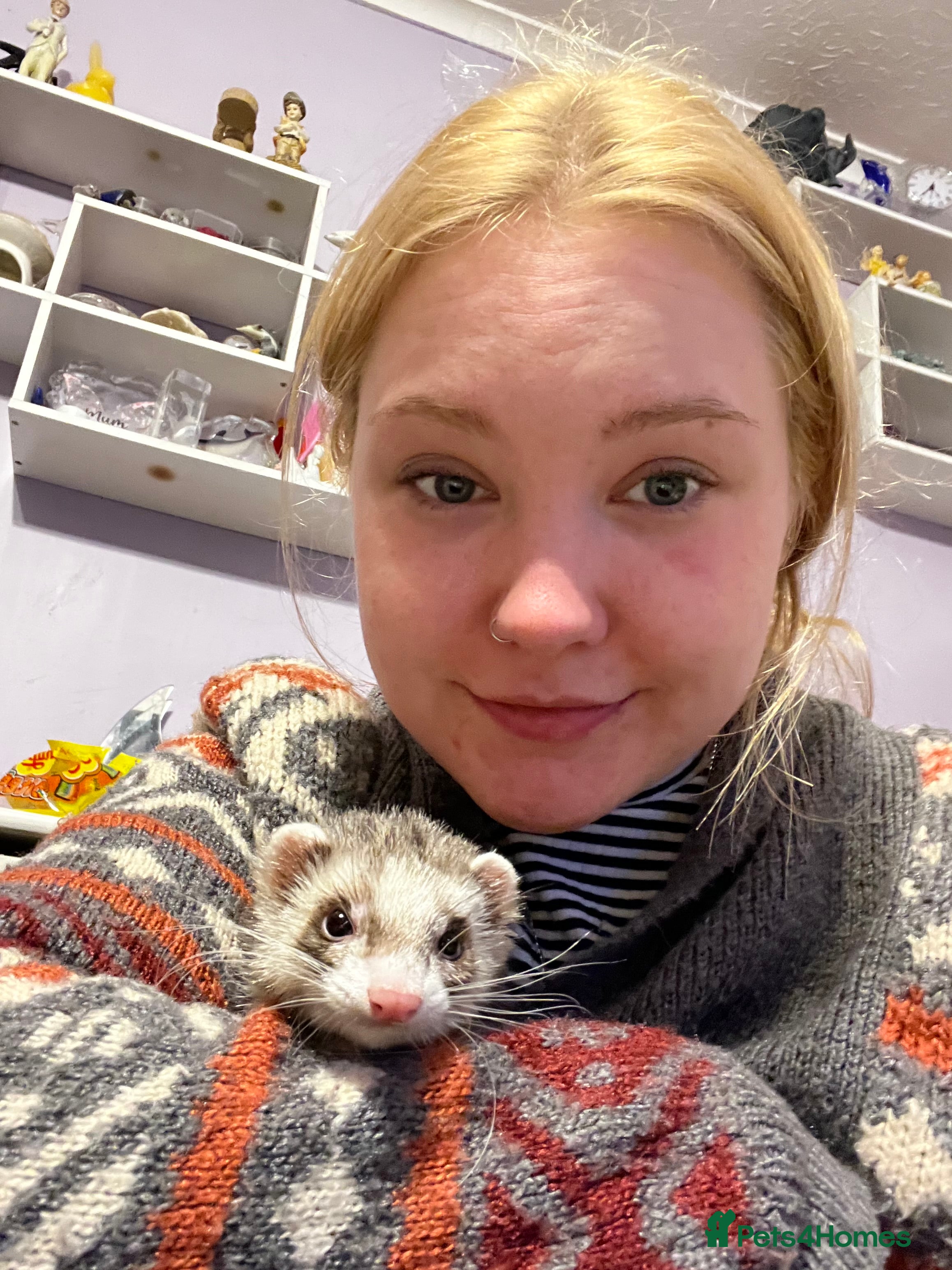 Ferret rodents Friendly ferret  - Advert 1