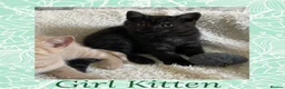 British Shorthair cats for sale: 🩷 British Shorthair Tabby Kittens *Ready Now* 💙 - Advert 4