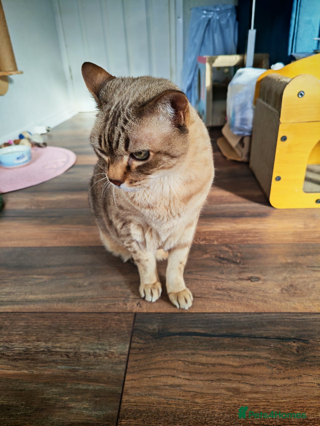 Australian Mist cats for sale: Senior cat for a loving home  - Image 5