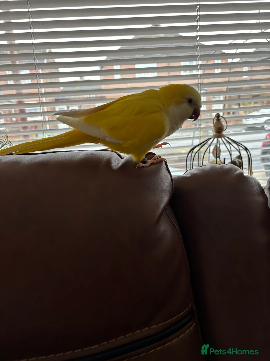 Parakeets birds for sale: Quaker bird for sale (monk parakeet) - Advert 3