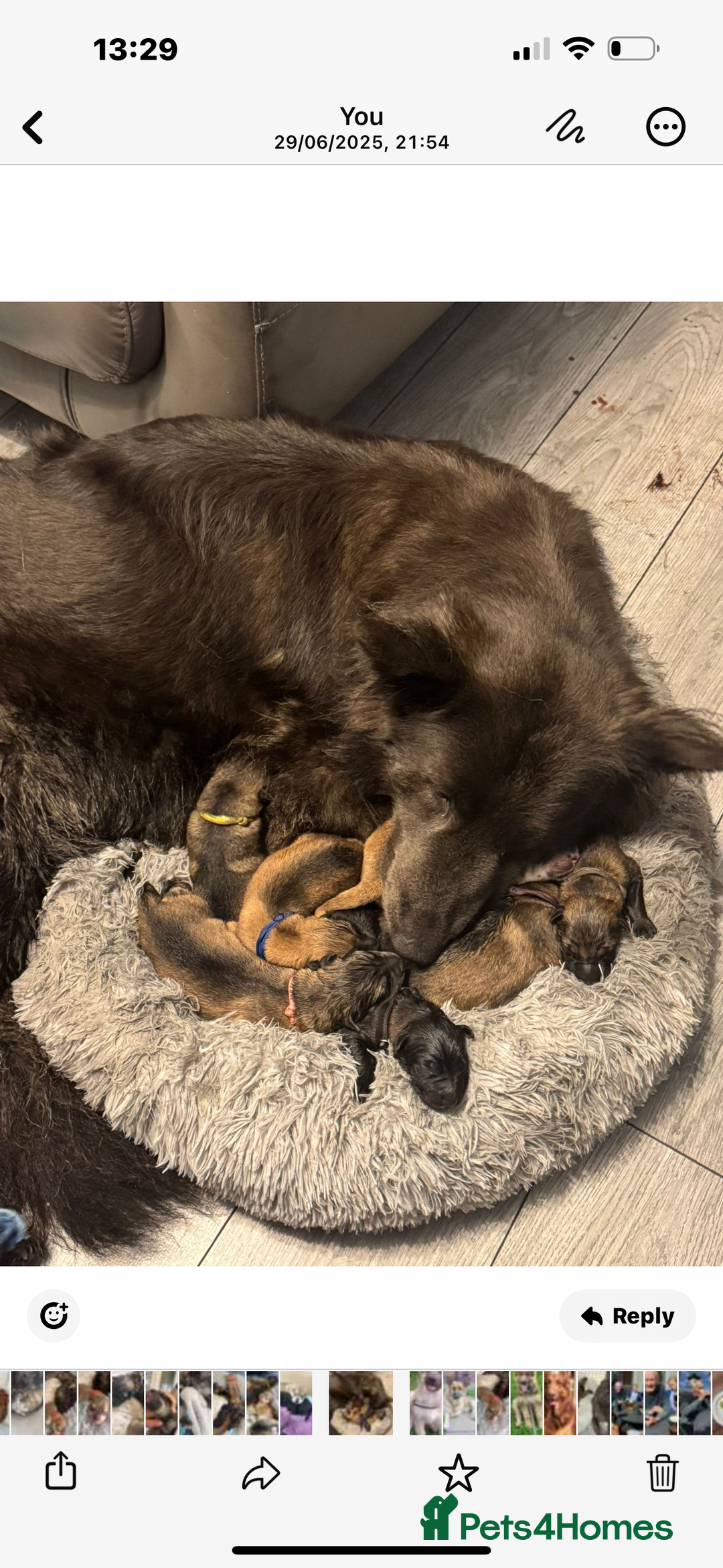 German Shepherd dogs for sale: German Shepherd puppies - Image 7