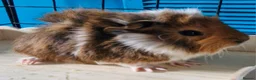 Guinea Pig rodents for sale: Beautiful funky guinea pigs - Advert 16